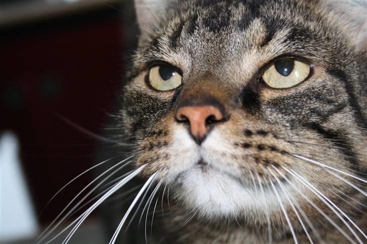 Huskat Robin billede 5