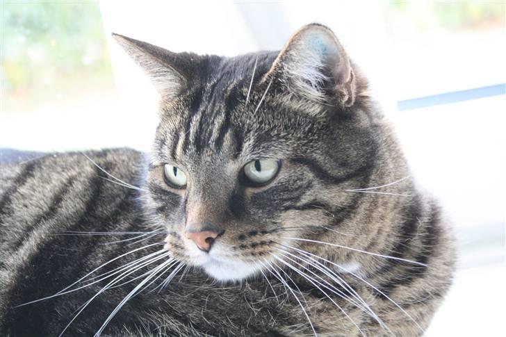 Huskat Robin billede 6