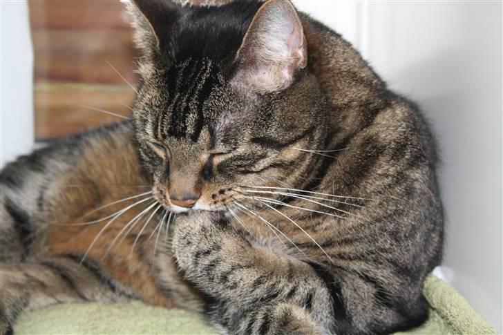 Huskat Robin billede 7