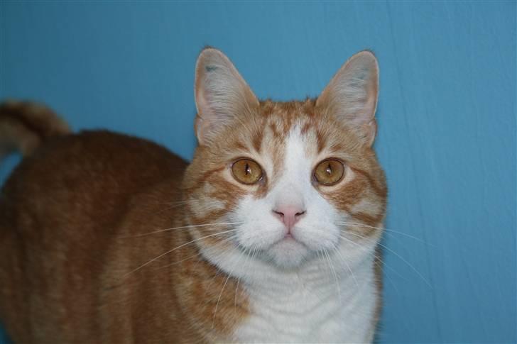 Huskat Bobbe billede 1