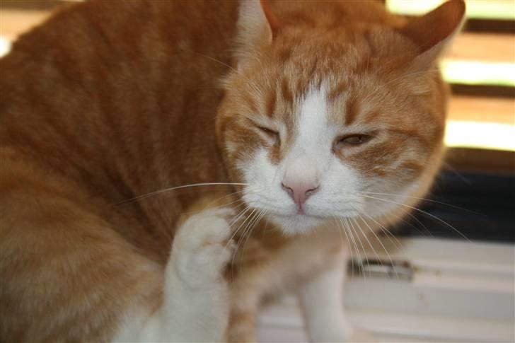 Huskat Bobbe billede 2