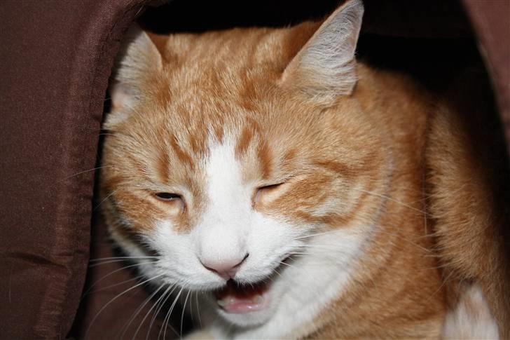 Huskat Bobbe billede 3