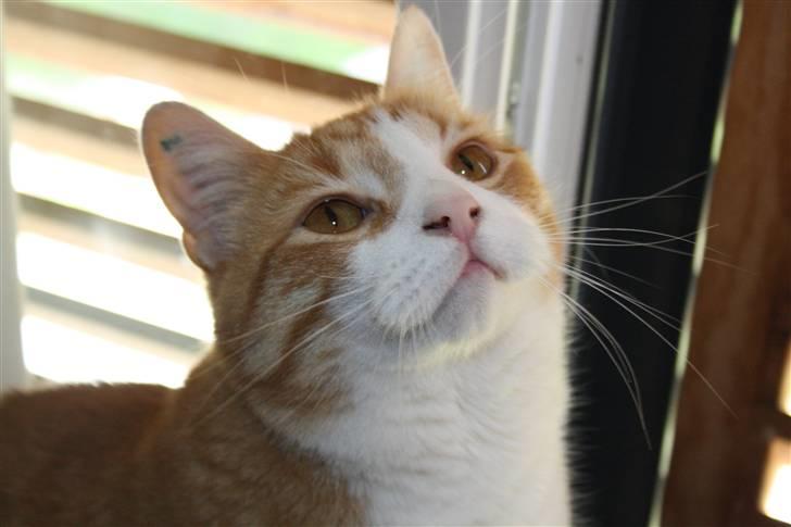 Huskat Bobbe billede 4