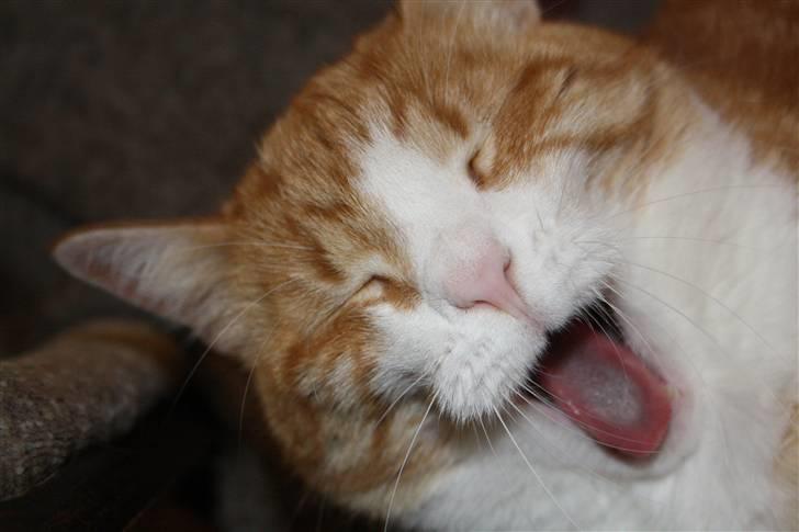 Huskat Bobbe billede 5