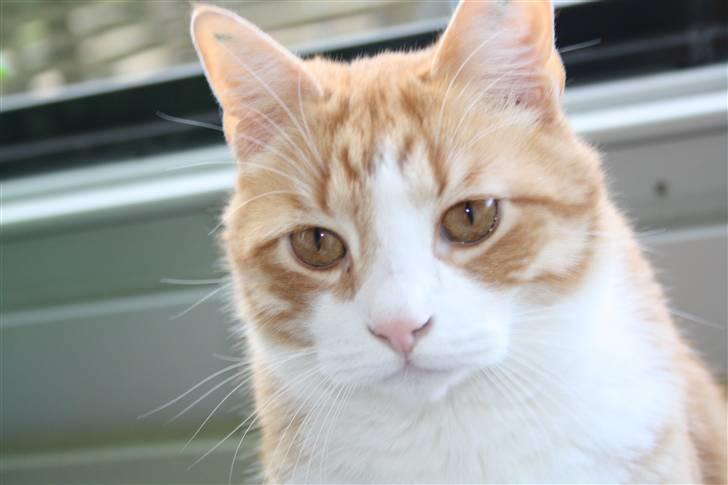 Huskat Bobbe billede 6