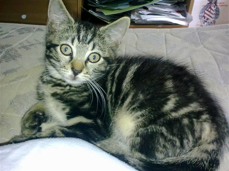 Huskat Bobby billede 1