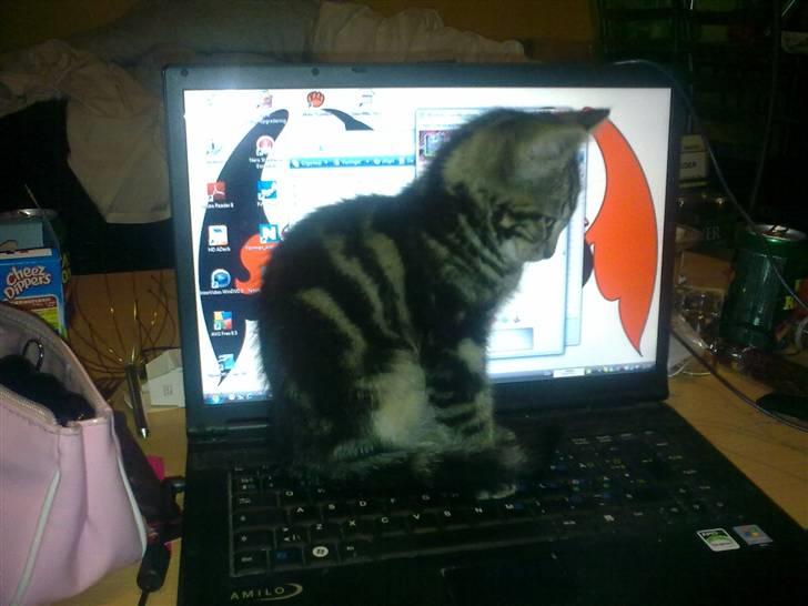 Huskat Bobby billede 2