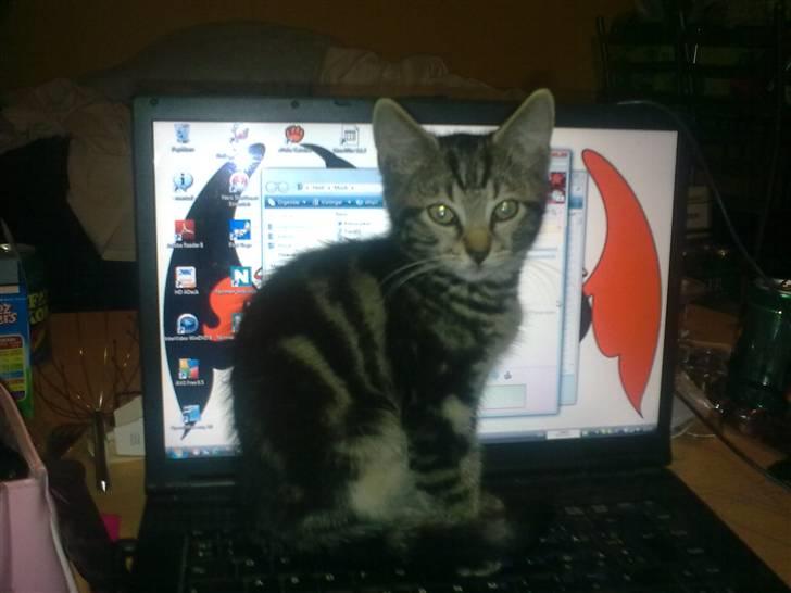 Huskat Bobby billede 3