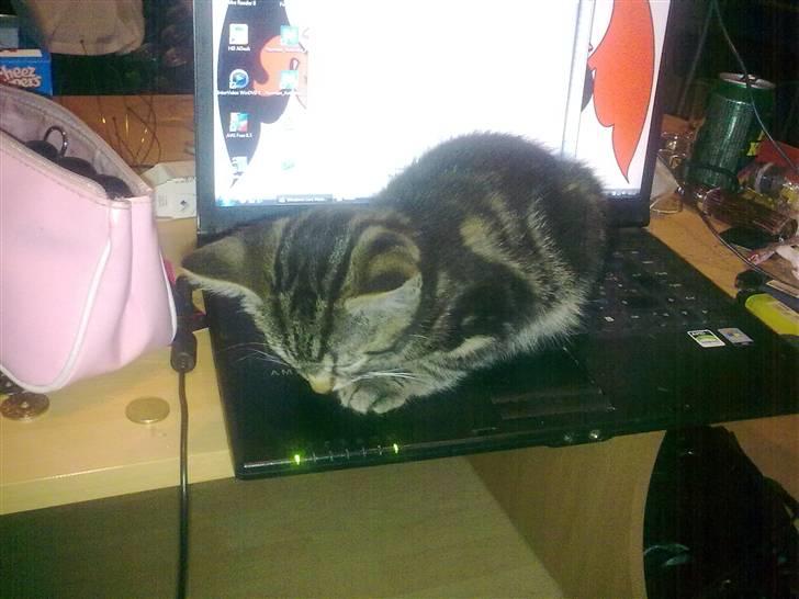 Huskat Bobby billede 4