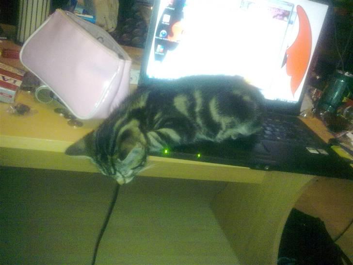 Huskat Bobby billede 5