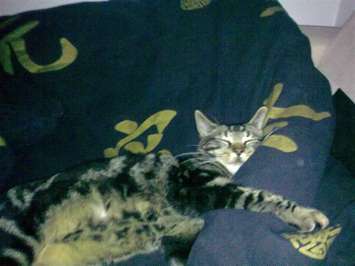 Huskat Bobby billede 6