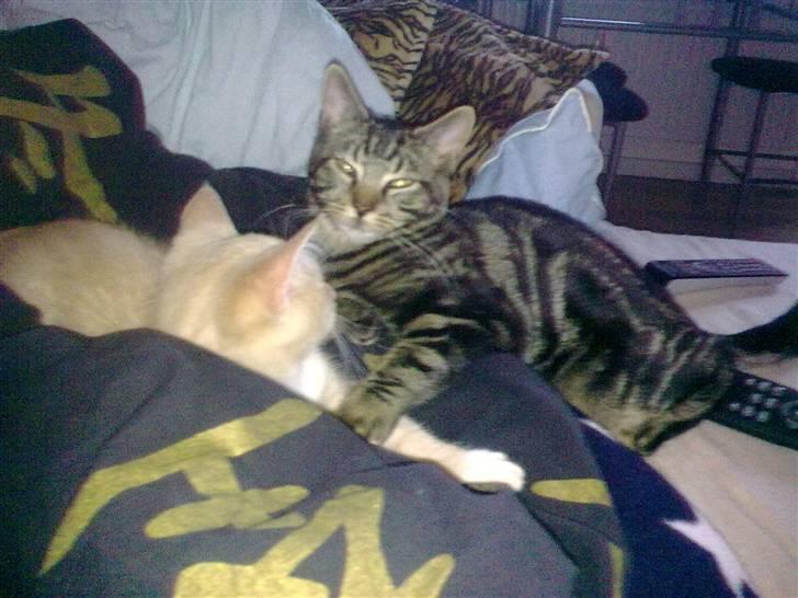 Huskat Bobby billede 7