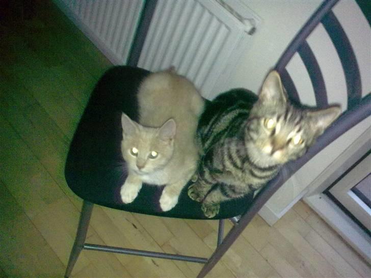 Huskat Bobby billede 8