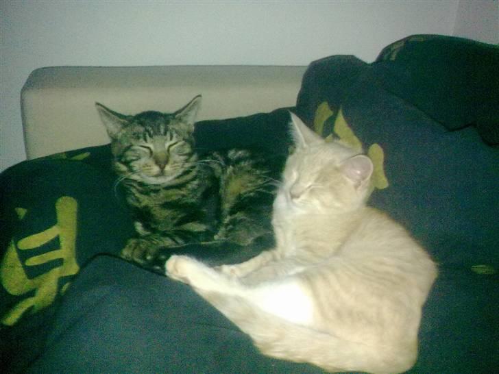 Huskat Bobby billede 9