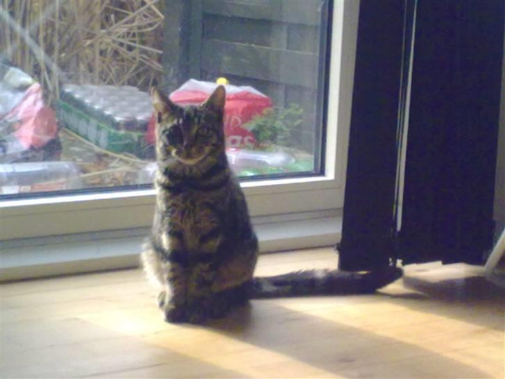 Huskat Bobby billede 10