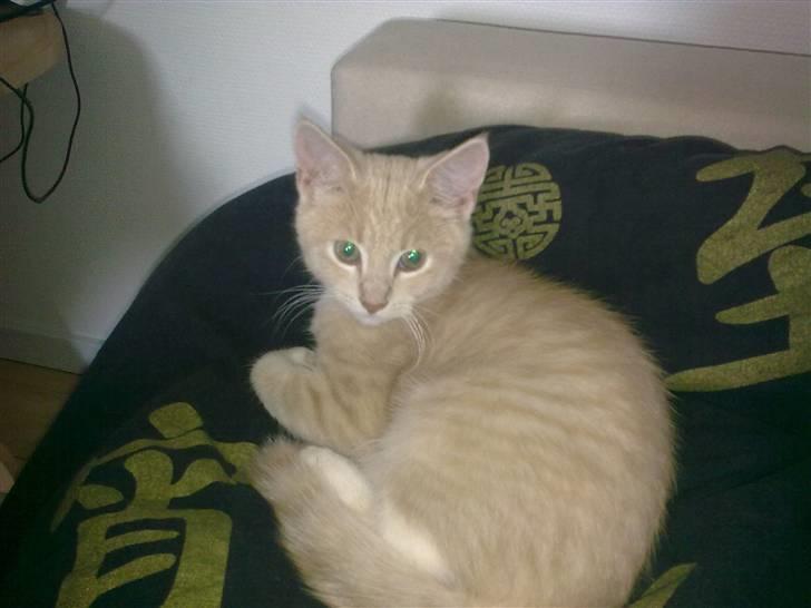 Blanding af racer Lillebror billede 1