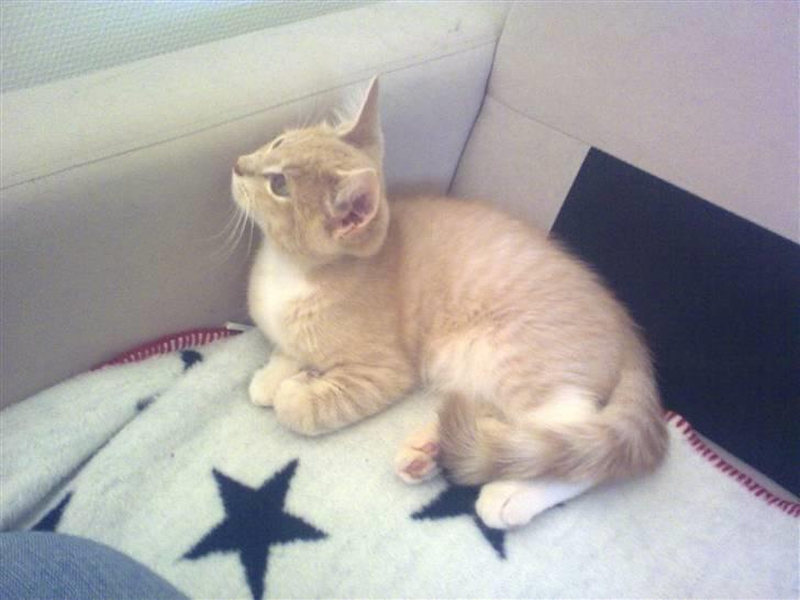 Blanding af racer Lillebror billede 2