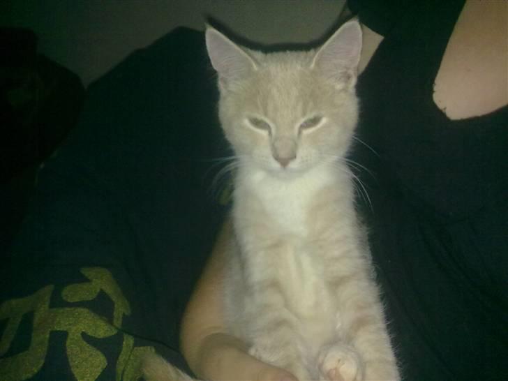 Blanding af racer Lillebror billede 4