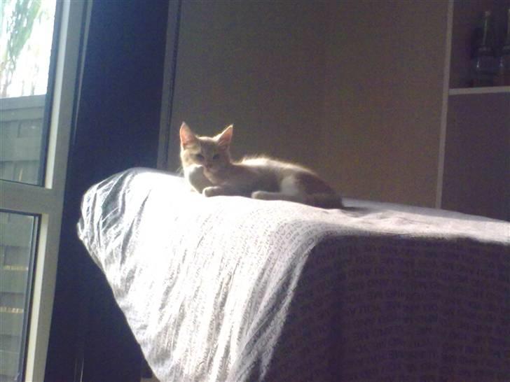 Blanding af racer Lillebror billede 5