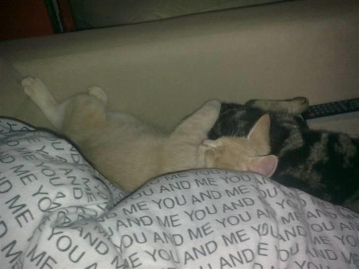 Blanding af racer Lillebror billede 6