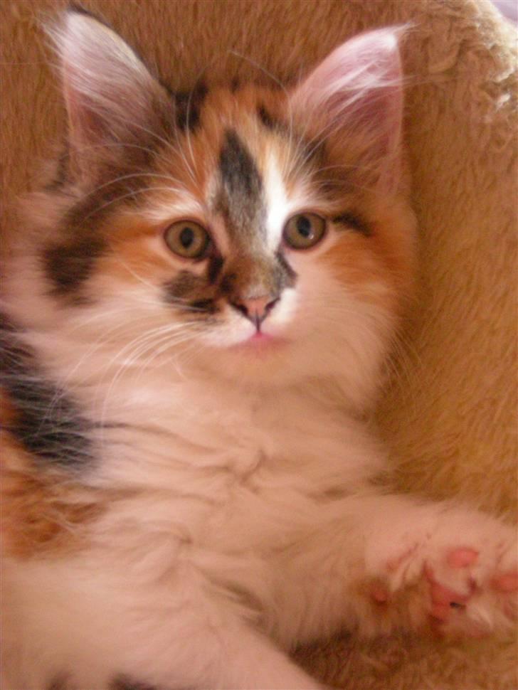 Maine Coon Twister billede 1