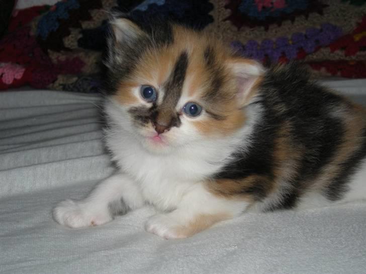 Maine Coon Twister billede 2