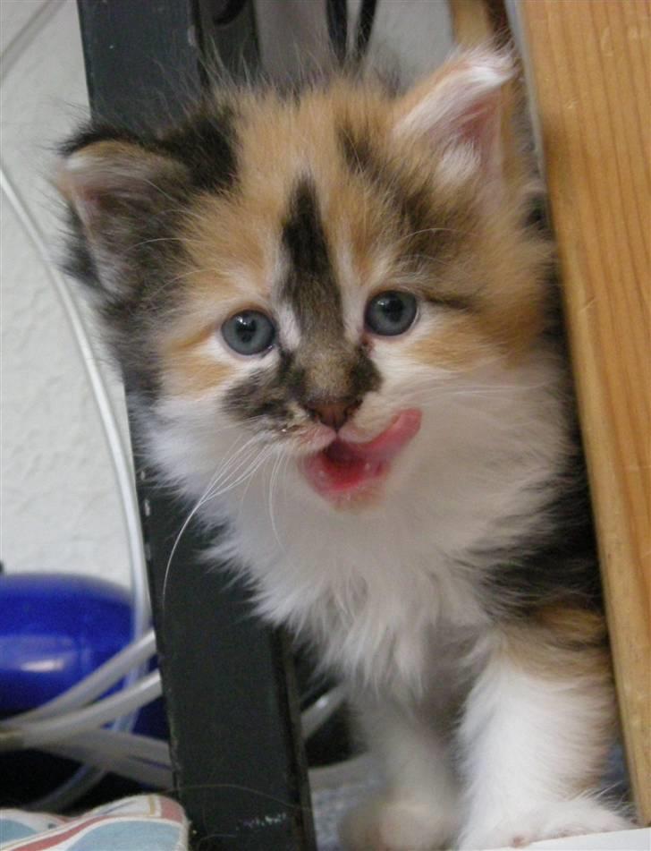 Maine Coon Twister billede 3