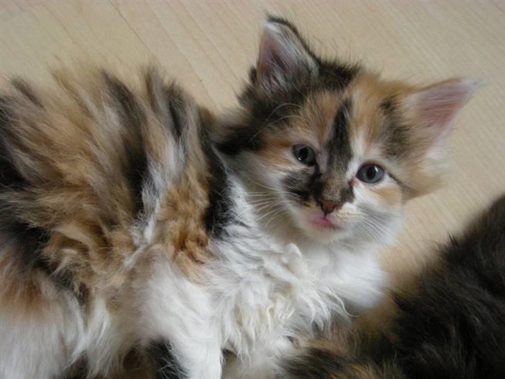 Maine Coon Twister billede 4