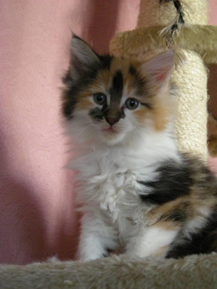 Maine Coon Twister billede 5