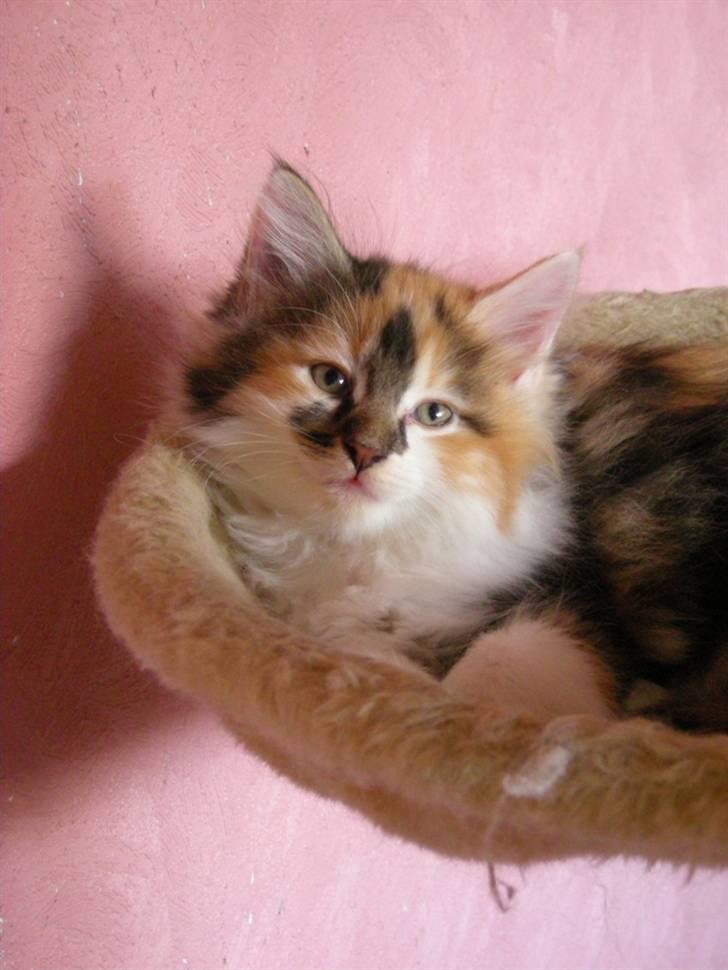 Maine Coon Twister billede 6