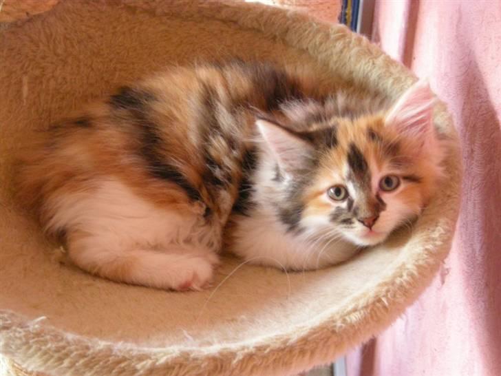 Maine Coon Twister billede 7