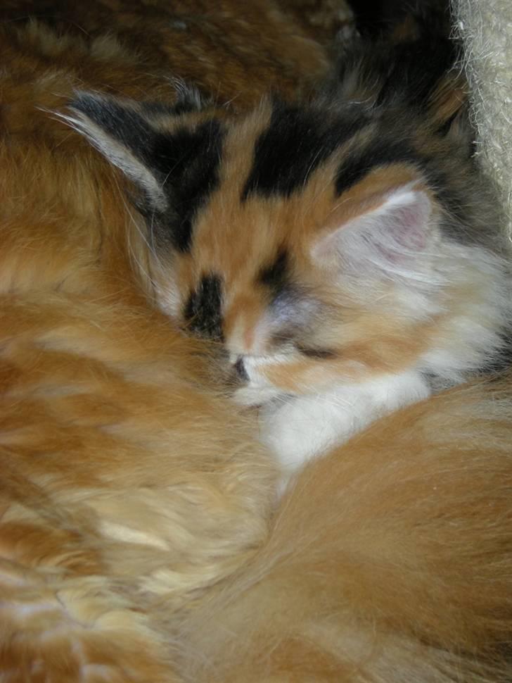 Maine Coon Twister billede 8