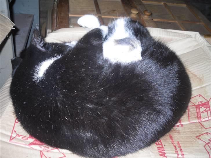 Huskat Minni you<3DØD :*C - Moren Mio billede 6