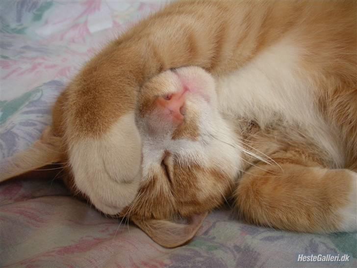 Huskat Oliver (Olle) - En af de første billeder jeg tog med mit gamle kamera ;) billede 2