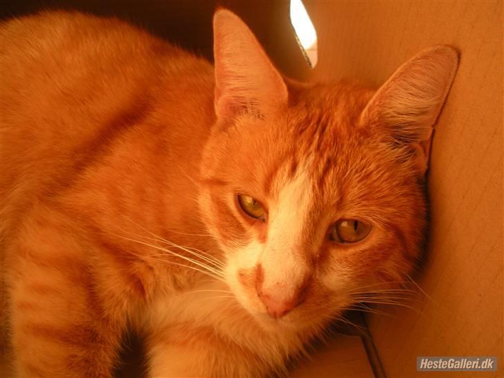 Huskat Oliver (Olle) - Han ligger i vores flytter kasser :D billede 3