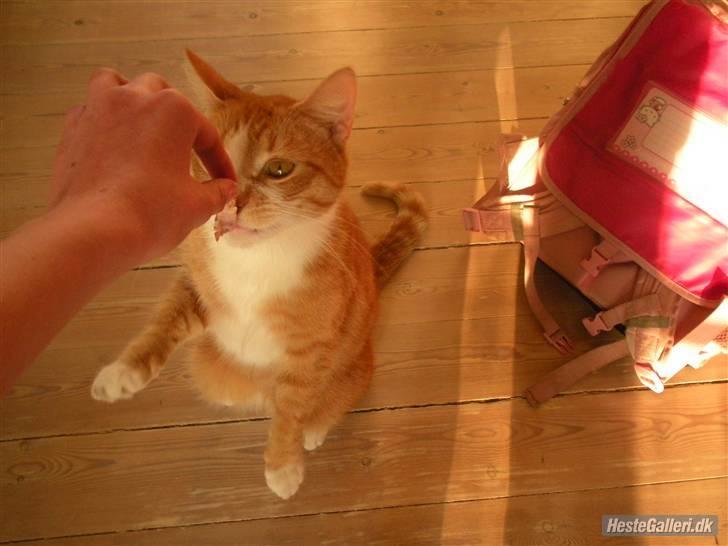 Huskat Oliver (Olle) - MAD! xD billede 4