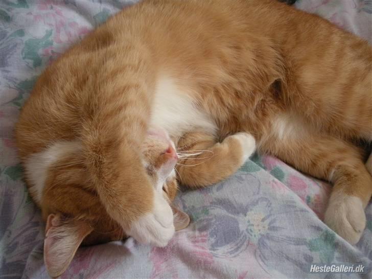 Huskat Oliver (Olle) - Nus mig paa maven! :D billede 5