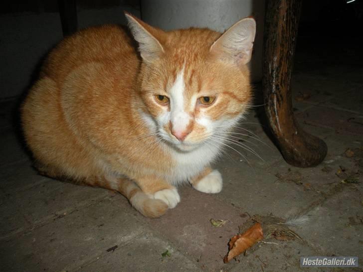 Huskat Oliver (Olle) - Nåårh mis! billede 6