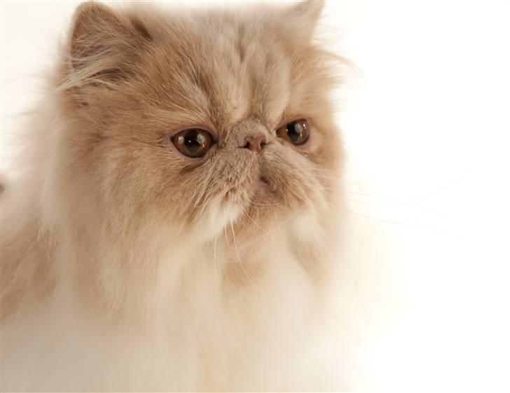 Perser bell billede 2