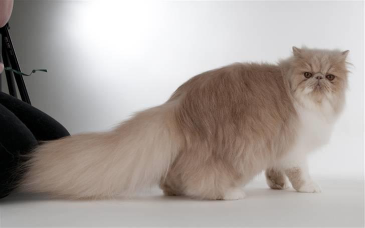 Perser bell billede 4