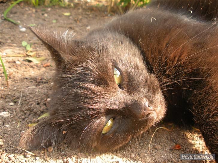 Blanding af racer Basse (Tykke) - 2. Nurh Basse <3 Foto: Emma Kloser (mig) billede 2