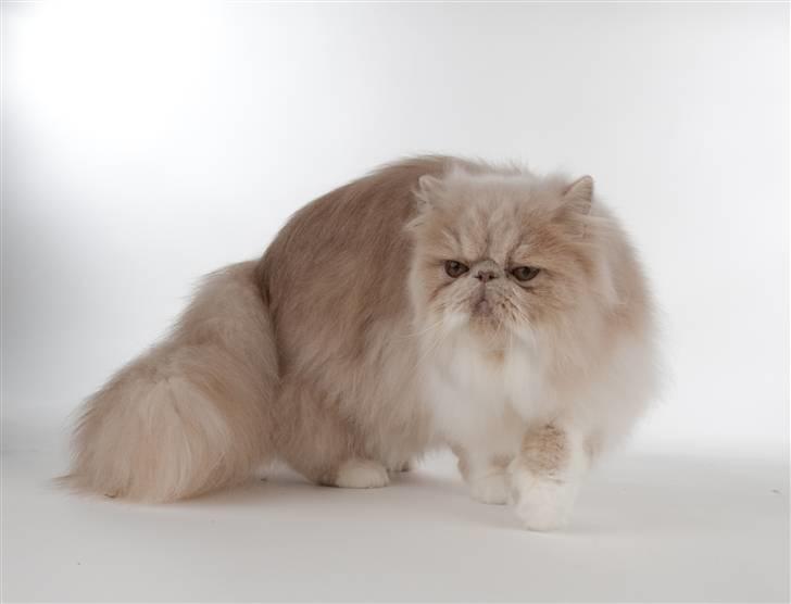 Perser bell billede 5