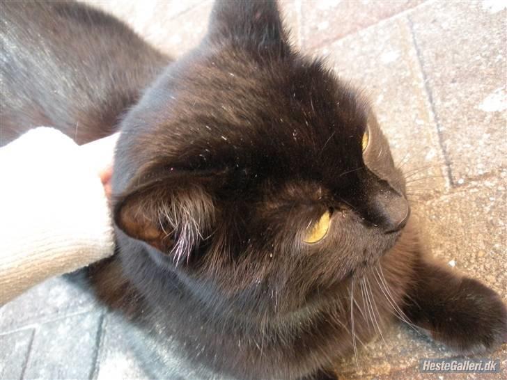 Blanding af racer Basse (Tykke) - 3. Jah han skal altid løbe ind eller bag kamaraet når man skal tage billede, så jeg måtte lige holde ham xD Foto: Mig! d; billede 3