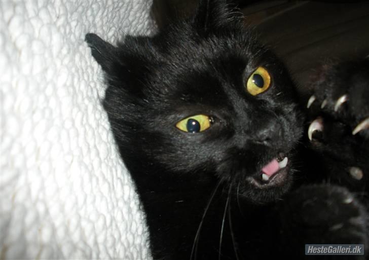 Blanding af racer Basse (Tykke) - 4. Farlig mis ! xD <3 Foto: Mig (igen xD)! billede 4