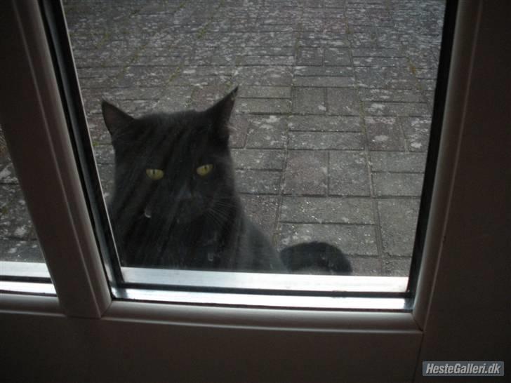 Blanding af racer Basse (Tykke) - 5. Tykke sidder og venter på at komme ind d; Han kan aldrig bestemme sig så det er bare ind, ud, ind, ud hele tiden xD <3 Foto: Mig! billede 5