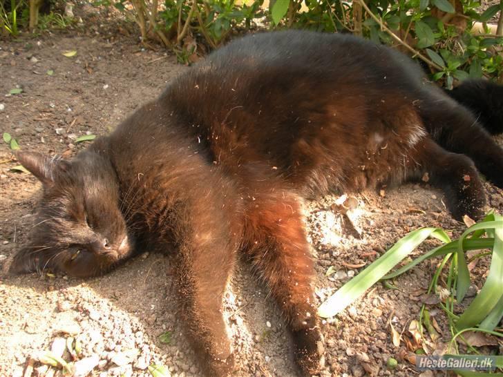 Blanding af racer Basse (Tykke) - 6. Tyyyykke mis altså! xD Foto: Mig! :D billede 6