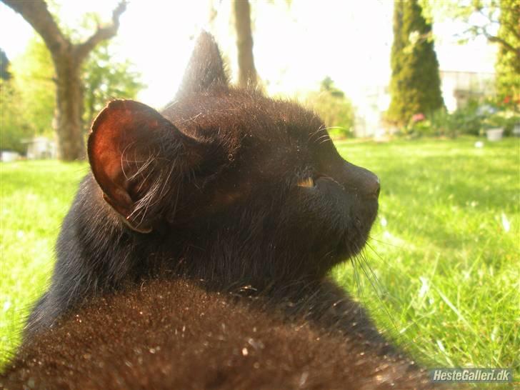 Blanding af racer Basse (Tykke) - 7. I like this picture! d; <3 Foto: Emma Gro Kloster (som er mig xD) billede 7