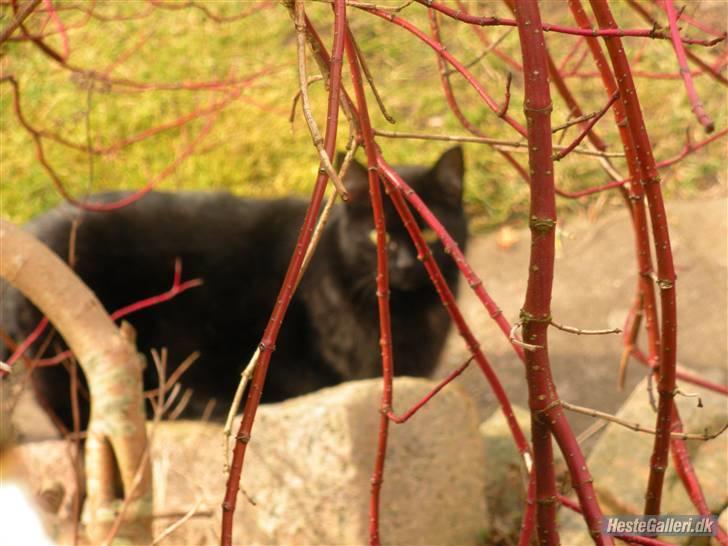 Blanding af racer Basse (Tykke) - 8. Jah det var meningen det skulle fokusere på Basse, men jeg kan faktisk godt lide billedet :) Foto: Gro-foto (miig! xD) billede 8