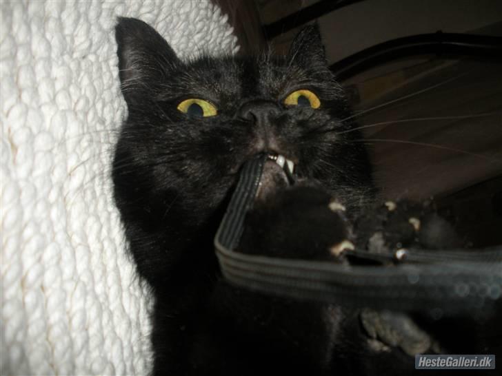 Blanding af racer Basse (Tykke) - 9. Jah han leger med min kamara-snor xD Foto: Gro-Foto billede 9