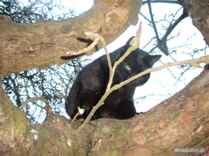 Blanding af racer Basse (Tykke) - 10. Jah der var en due oppe i træet xD Foto: Miig! (Gro-Foto) billede 10